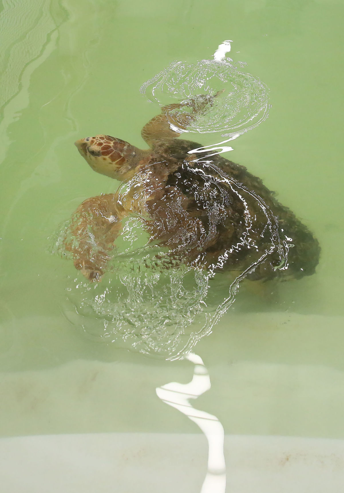 Loggerheads